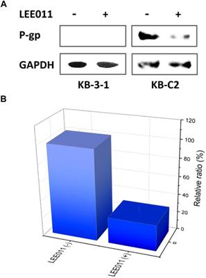 Ribociclib Inhibits P-gp-Mediated Multidrug Resistance in Human Epidermoid Carcinoma Cells